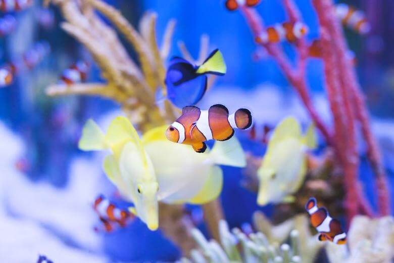 tropical aquarium fish - image for article on teaching preschoolers about the ocean