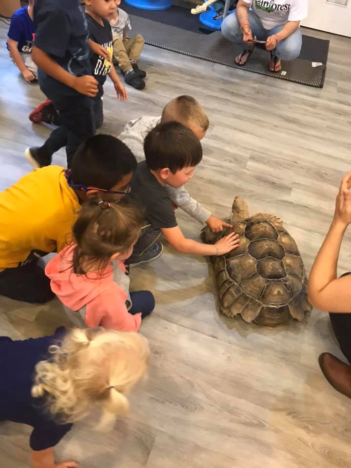 Pond water turtle visiting preschool classroom
